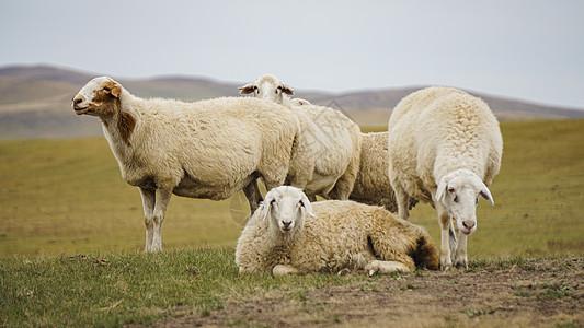 呼伦贝尔草原牧场的畜牧业发达图片素材