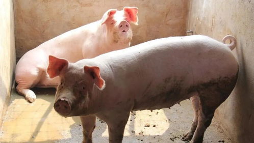 猪价跌入十元以内,新手养殖面临全面亏损,养殖业路在何方