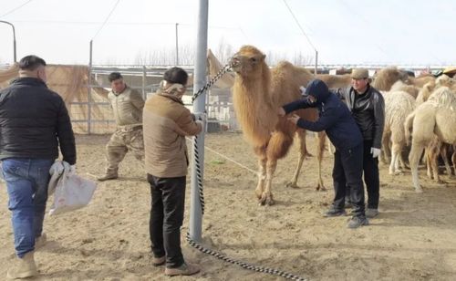 中华财险打造特色农险,护航骆驼养殖业