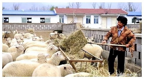 棉副产品,在畜禽养殖业中,如何缓解饲草料资源短缺问题