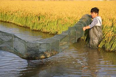 淮滨:以项目实施助力水产养殖业健康绿色发展